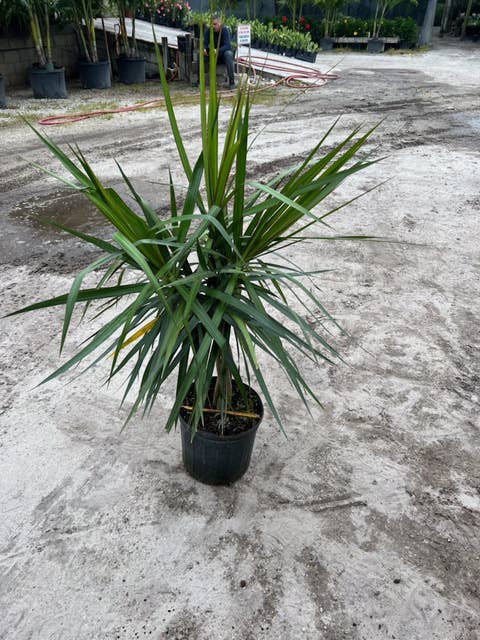 Triad Plants - Wholesale Live Plant - 10" Dracaena Marginata Braid0
