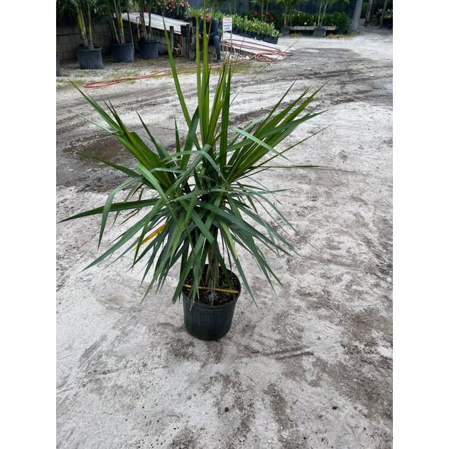 Triad Plants - Wholesale Live Plant - 10" Dracaena Marginata Braid