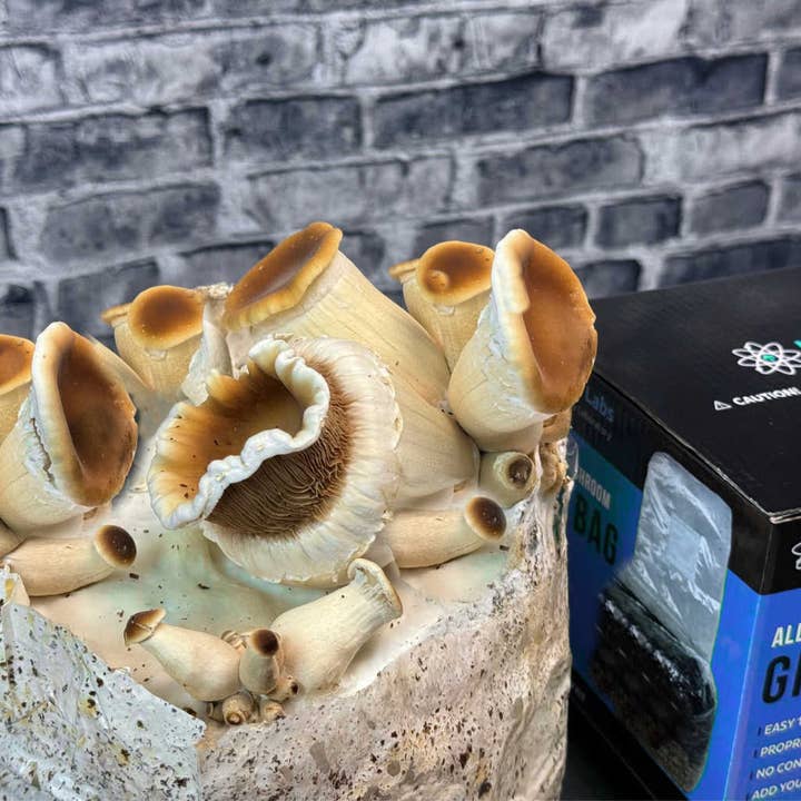 Midwest Grow Kits - Wholesale Planting/potting soil - XL All-in-One Mushroom Grow Bag (6 lbs) for Manure Loving Mushrooms6