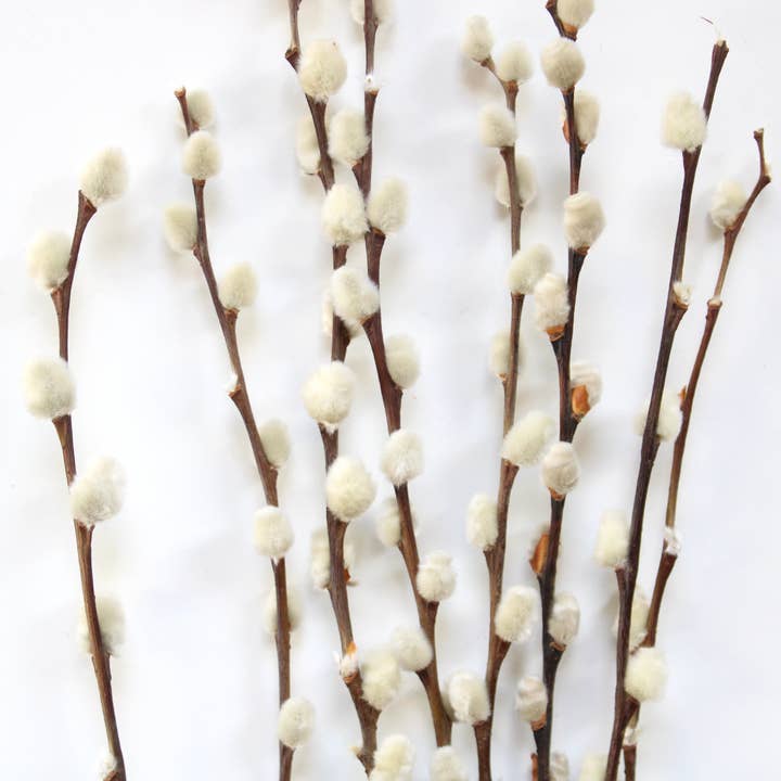Roxanne's Dried Flowers - Wholesale Dried/Pressed Flowers - Pussy Willow - Dried