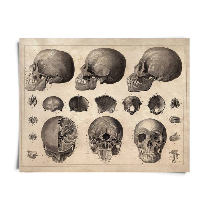 Impression d'un schéma de crâne d'anatomie vintage avec cadre en option pour la vente par Curious Prints