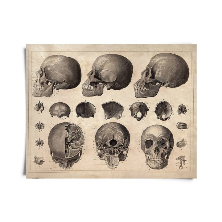 Curious Prints - Venta al por mayor Ilustración - Impresión de diagrama de cráneo de anatomía vintage con marco opcional