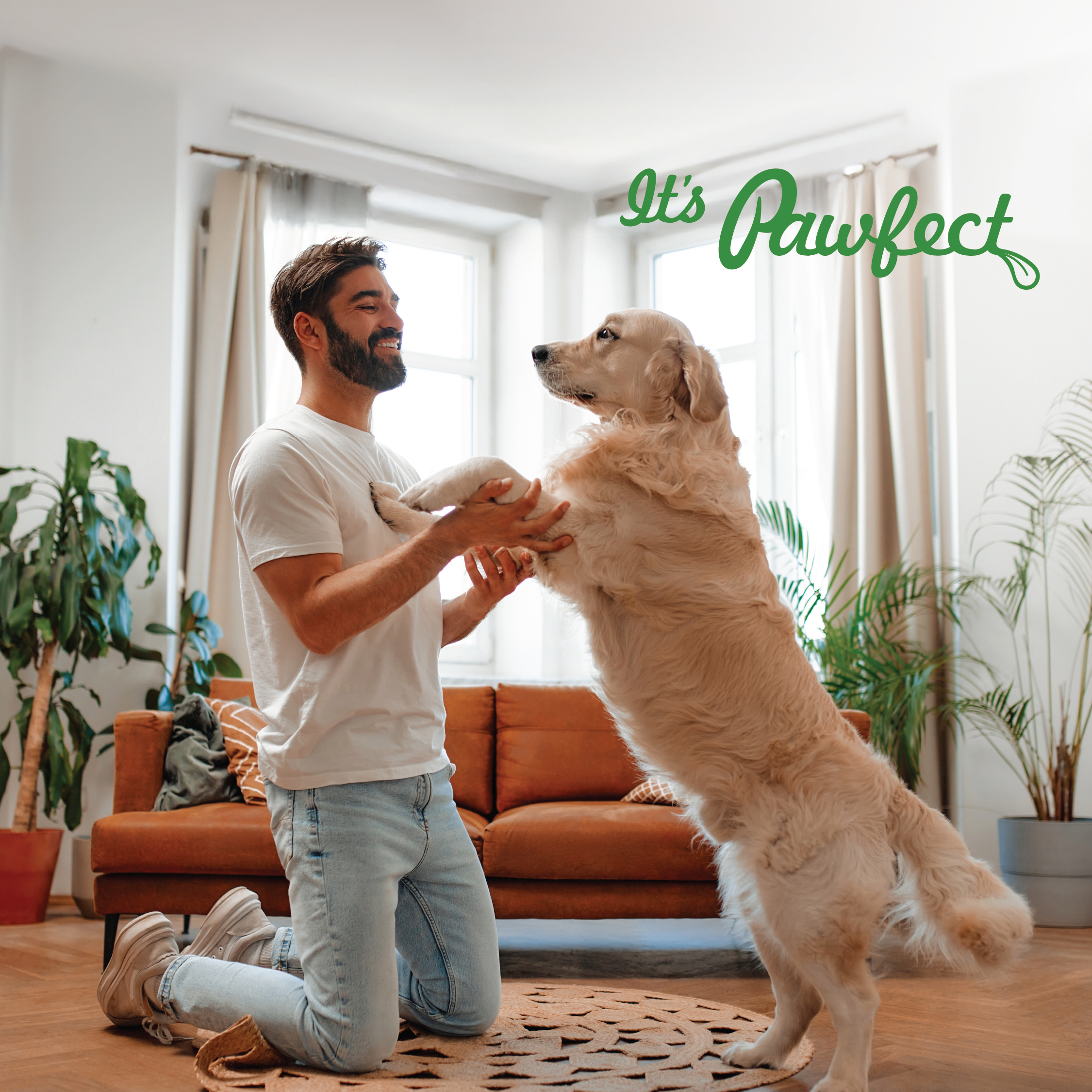 Pawfect Foods - Vente Friandises – chien - Friandises au fromage de l'Himalaya Pawfect avec curcuma et ashwagandha pour chiens|Bâtonnet dentaire 100% naturel|Nettoie les dents|Aide à éliminer la plaque et le tartre|Sans céréales|Mâche longue durée|Lot de 36