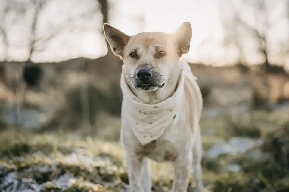 Lieblingspfote – Engroshandel Bandana - Hund – Muslin tørklæde «Little Hearts» til kæledyr2