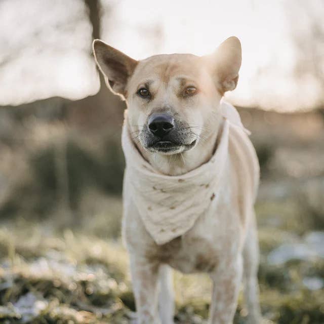 Lieblingspfote - Wholesale Pet Bandana - Dog - Muslin Scarf "Little Hearts"2