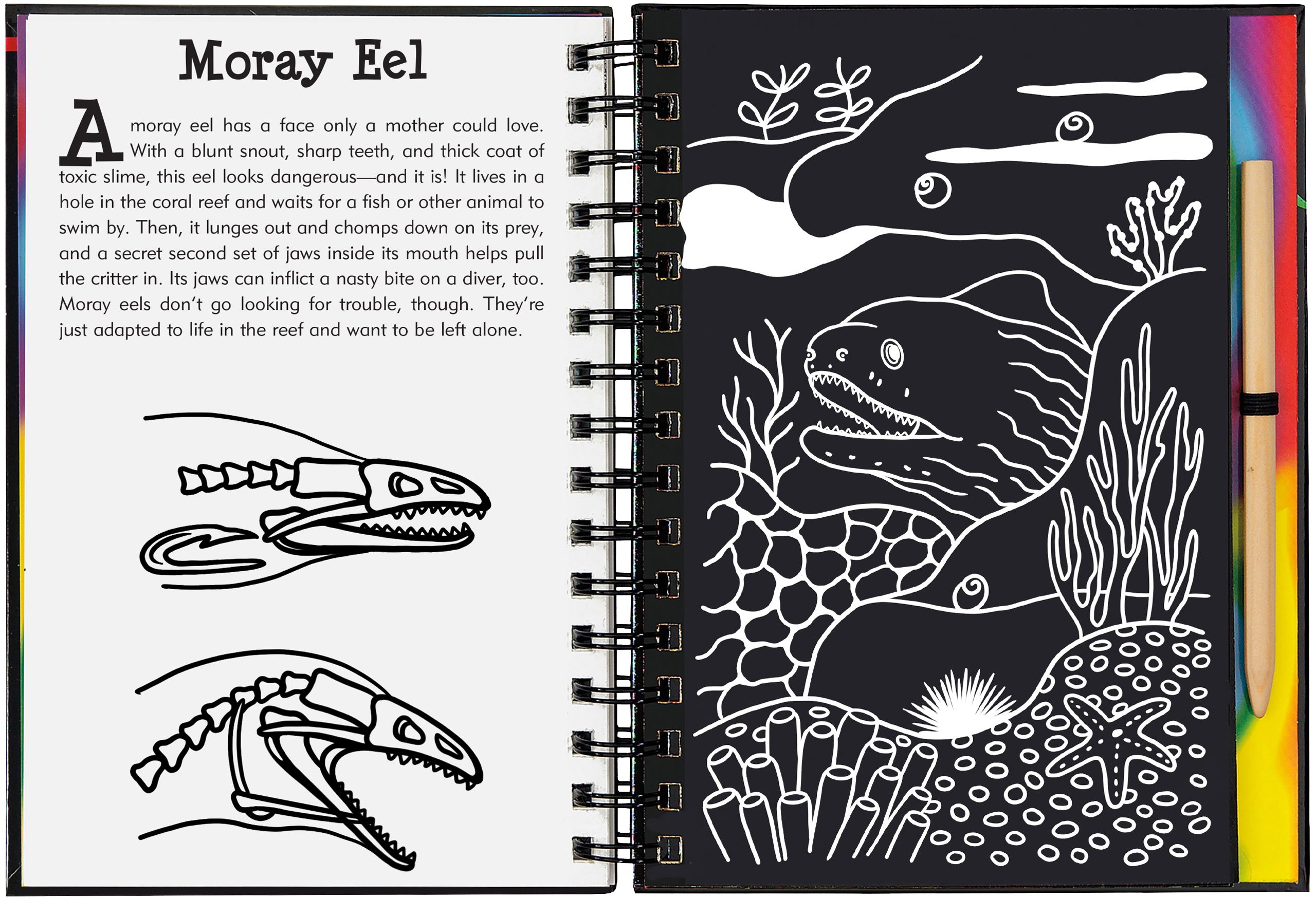 Peter Pauper Press - Wholesale Sketchbook/Sketchpad - Coral Reefs Scratch and Sketch4