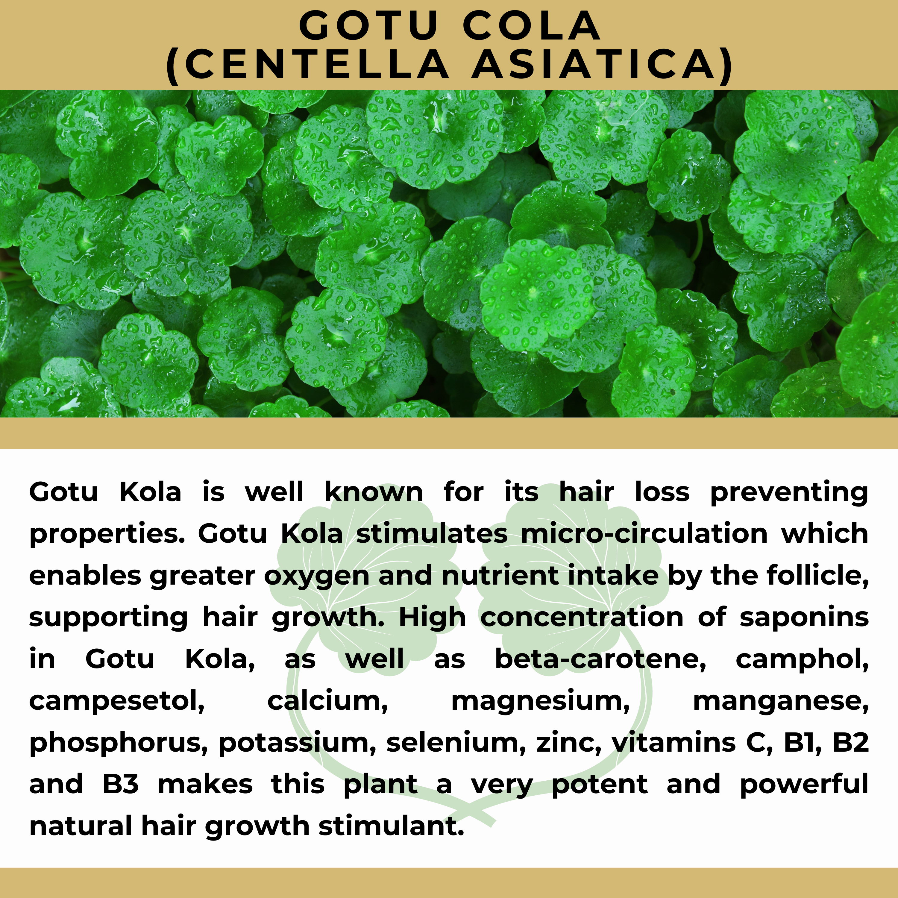 The Sacred Essence - Wholesale Hair Serum - MANA Ayurveda Hair Restoration Serum - Hair Superpower24