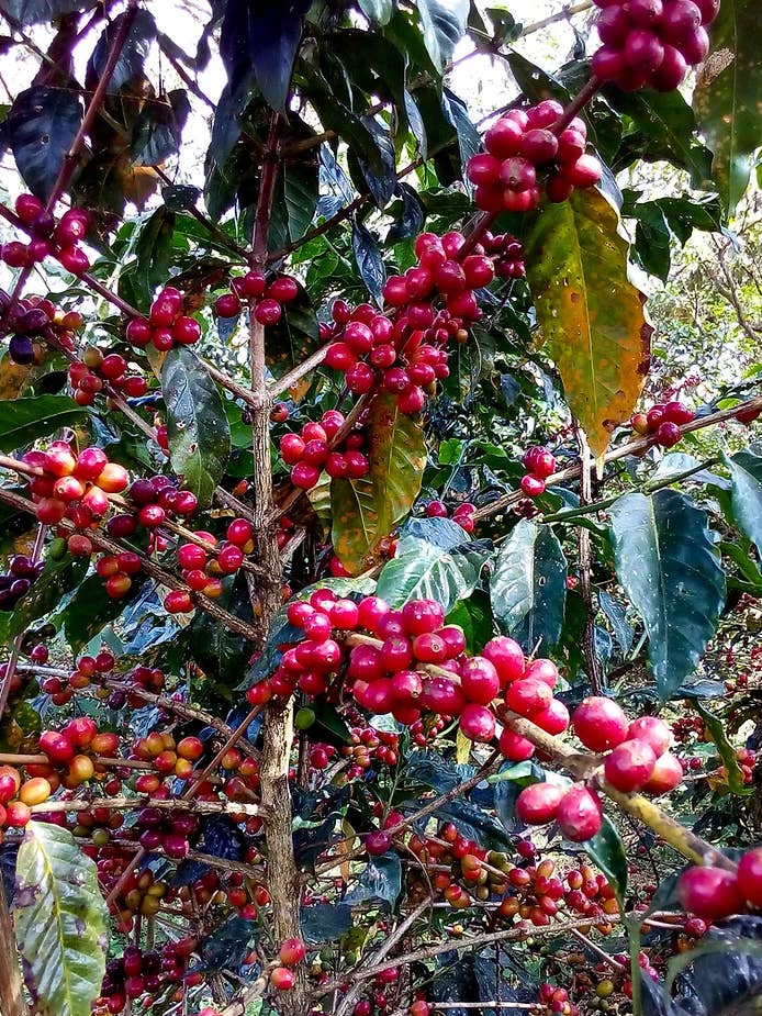 Ethiopia Asikana Gidami for wholesale by Quichapa Coffee