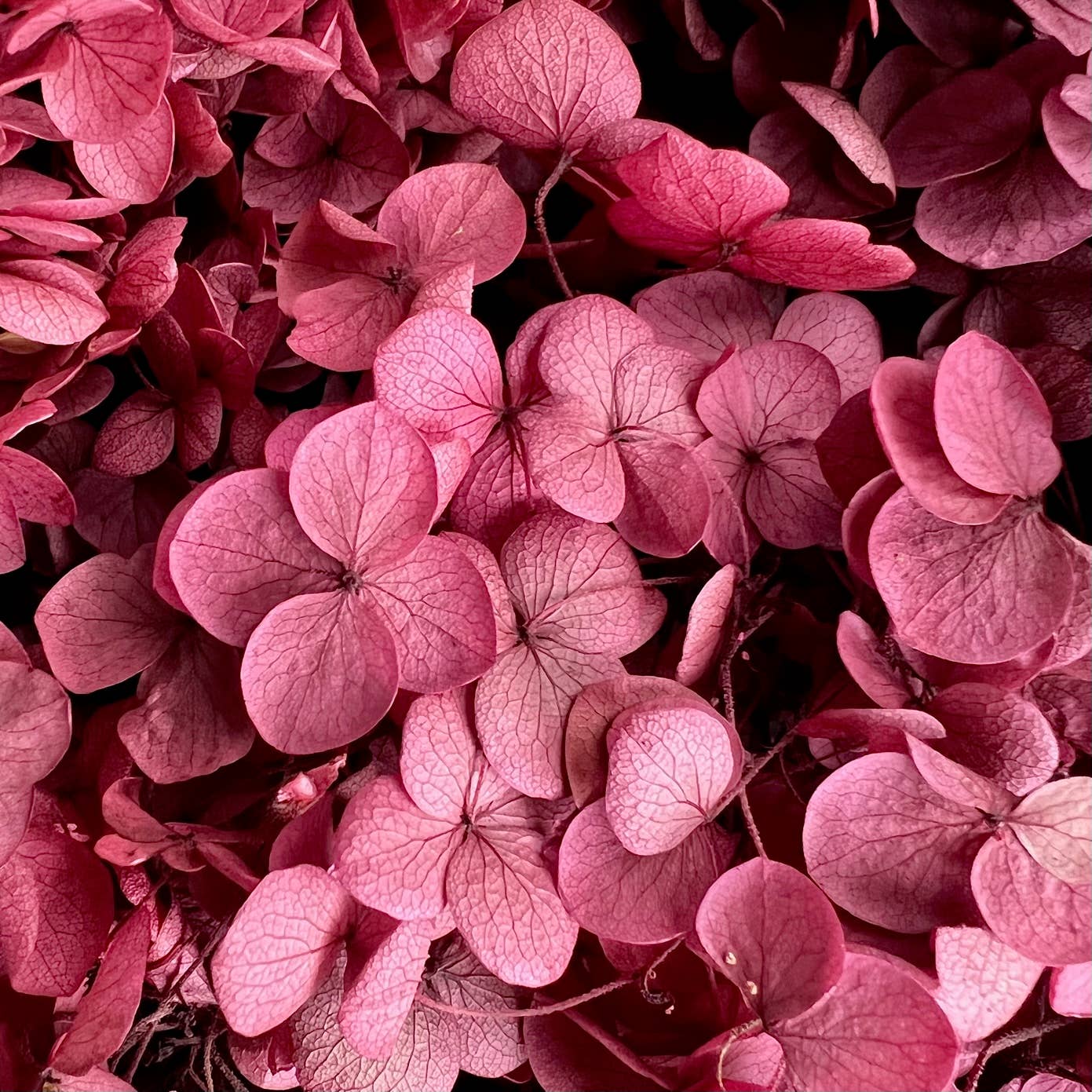 Flowery Work - Wholesale Dried/Pressed Flowers - 30 Colours Preserved & Dried Boxed Hydrangea Flower 30g15