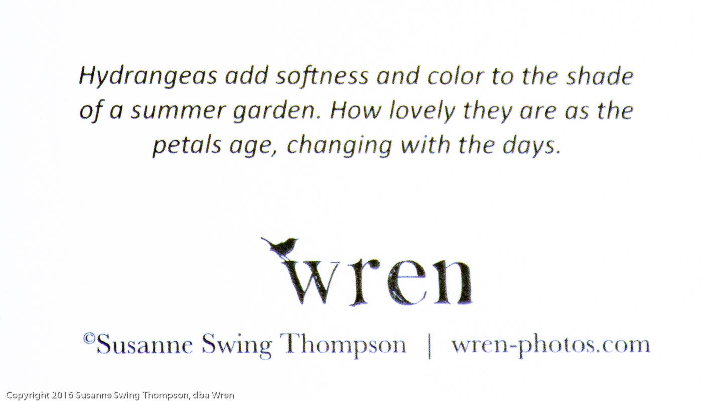 Wren - Wholesale Everyday Greeting Card - Hydrangea (Blank inside) Greeting Card3