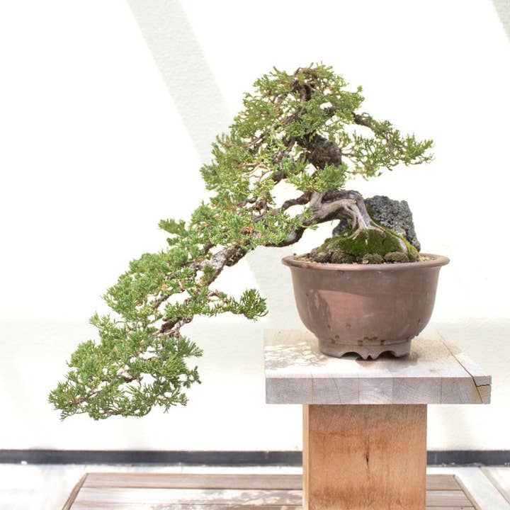 Vendix GmbH – Großhandel Pflanzensamen – GROW2GO Bonsai Starter Kit Anzuchtset (Geschenkidee)