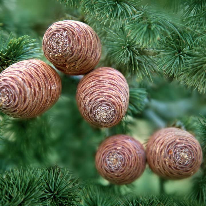 Huile essentielle 100 % pure de cèdre Atlas pour la vente par Lotus Home Essentials