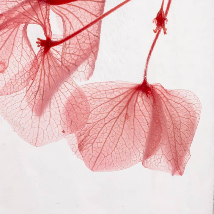 Theophile Berthon - Wholesale Live Plant - L'Herbarium Hortensia rose - Submerged flower6