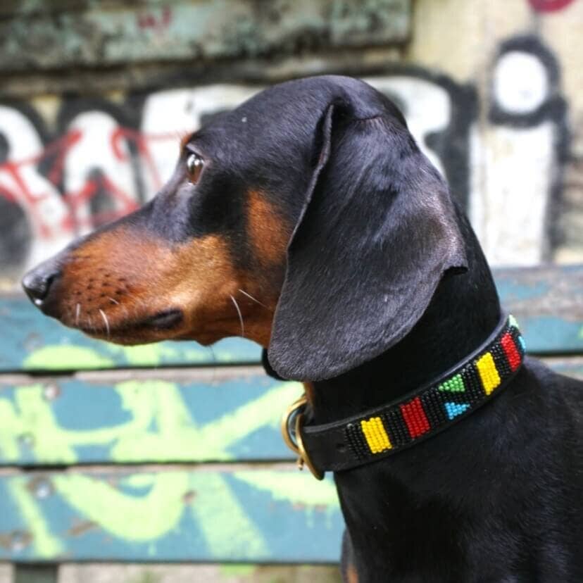 Dachshund Couture - Vente Collier – chien - Collier pour chien africain Monaco