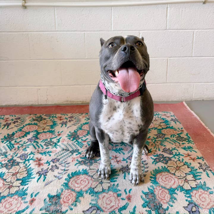 tootsie {5'5" x 8'11"} for wholesale by Apple & Oak