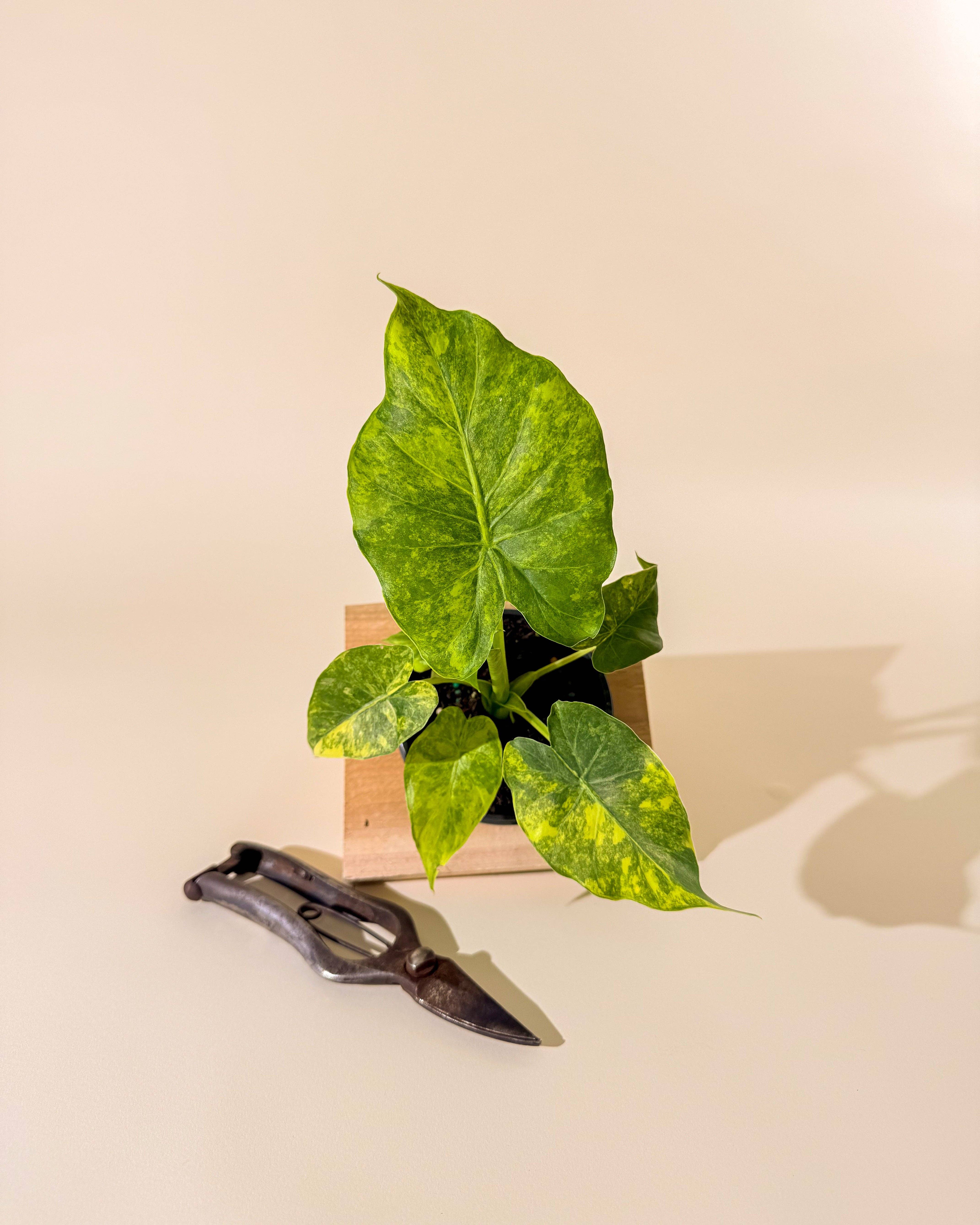 BWH Plant Co - Wholesale Live Plant - 4" Alocasia 'Gageana Aurea'0