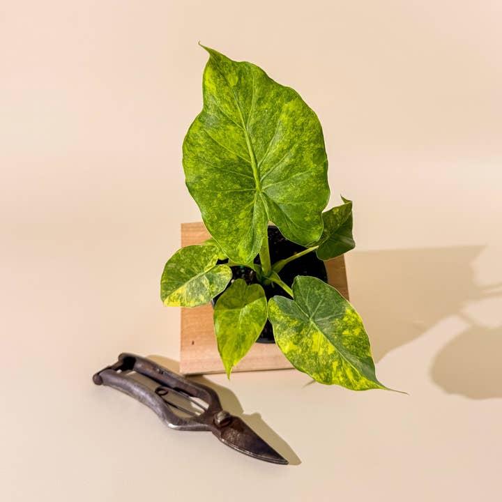 BWH Plant Co - Wholesale Live Plant - 4" Alocasia 'Gageana Aurea'0