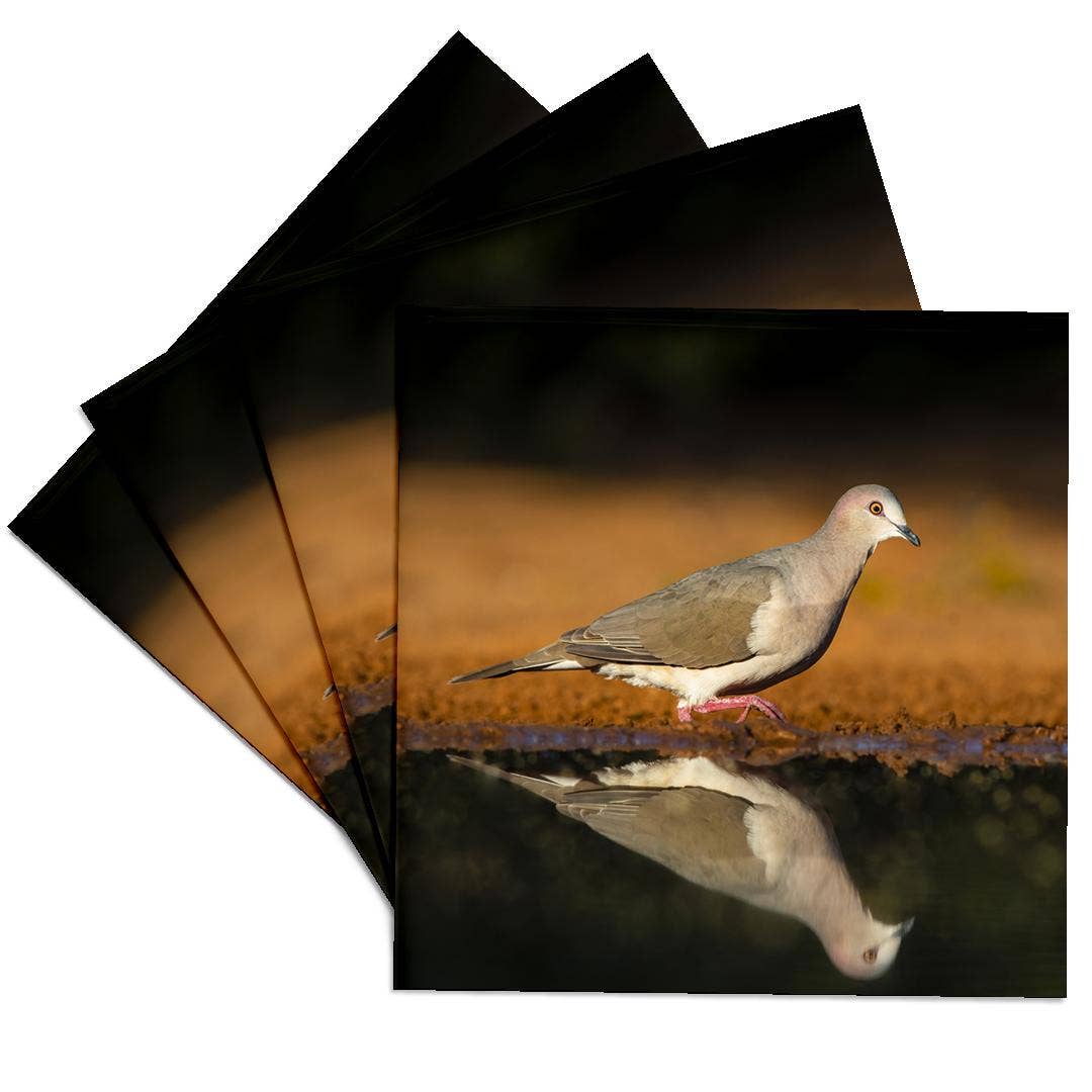 3dRose - Wholesale Coasters - 3dRose, White-tipped dove, Leptotila verreauxi by pond., Coaster0