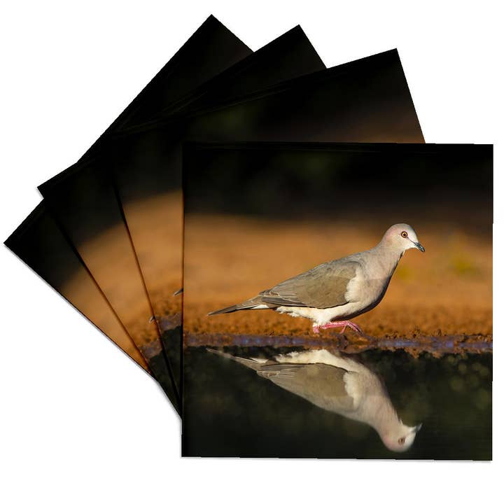 3dRose - Wholesale Coasters - 3dRose, White-tipped dove, Leptotila verreauxi by pond., Coaster