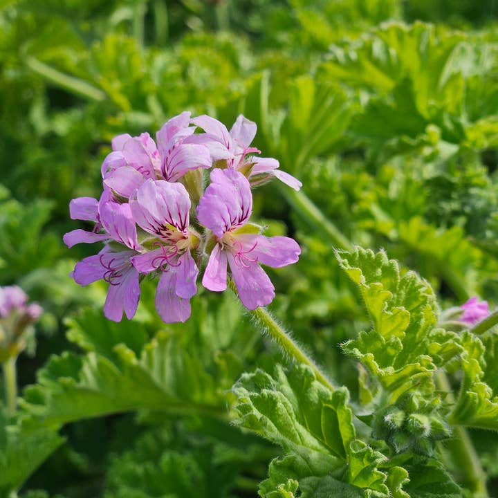 Rose Geranium Hydrosol for wholesale by Morning Myst Botanics