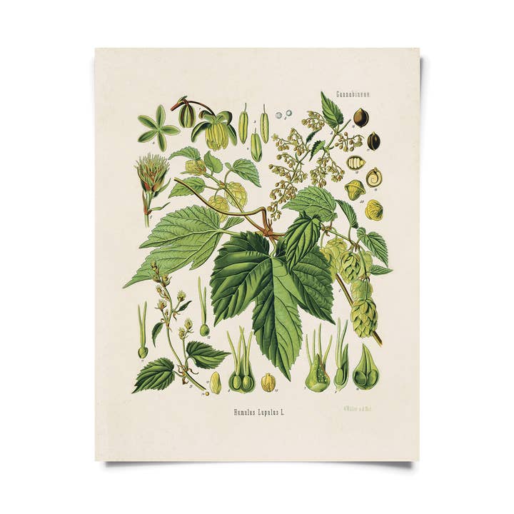 Curious Prints - Wholesale Art print - Vintage Botanical Beer Hop Flower Print w/ optional frame1