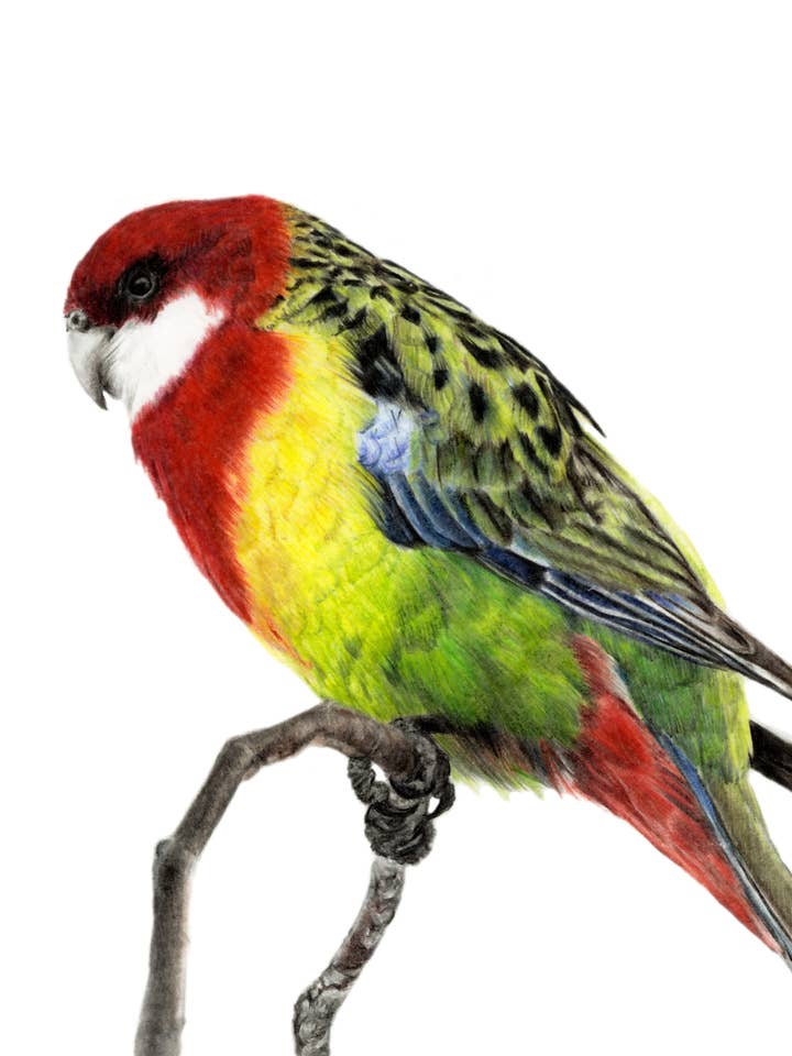 "Chromatic Indifference" Backyard Bird Fine Art Print for wholesale by Jenna Chartrand Coloured Pencil Fine Artist