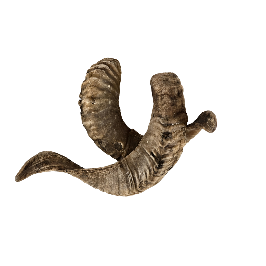 PetYupp - Wholesale Pet Chew Toy - Dog - Sheep/Goat Horn  All Natural Dog Chew - 1 Pc2