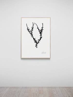 Salcombe, Devon, Hand Pressed Seaweed Print, Knotted Wrack for wholesale by The Seaweed Studio