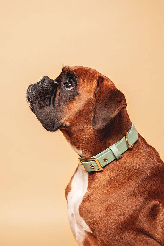 Pompon & Pets - Wholesale Pet Collar - Dog - Water Green Collar - Biothane1