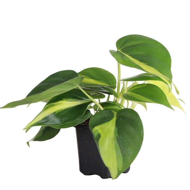 Thorsen's Greenhouse - Wholesale Live Plant - Brazil Philodendron - Live Plant