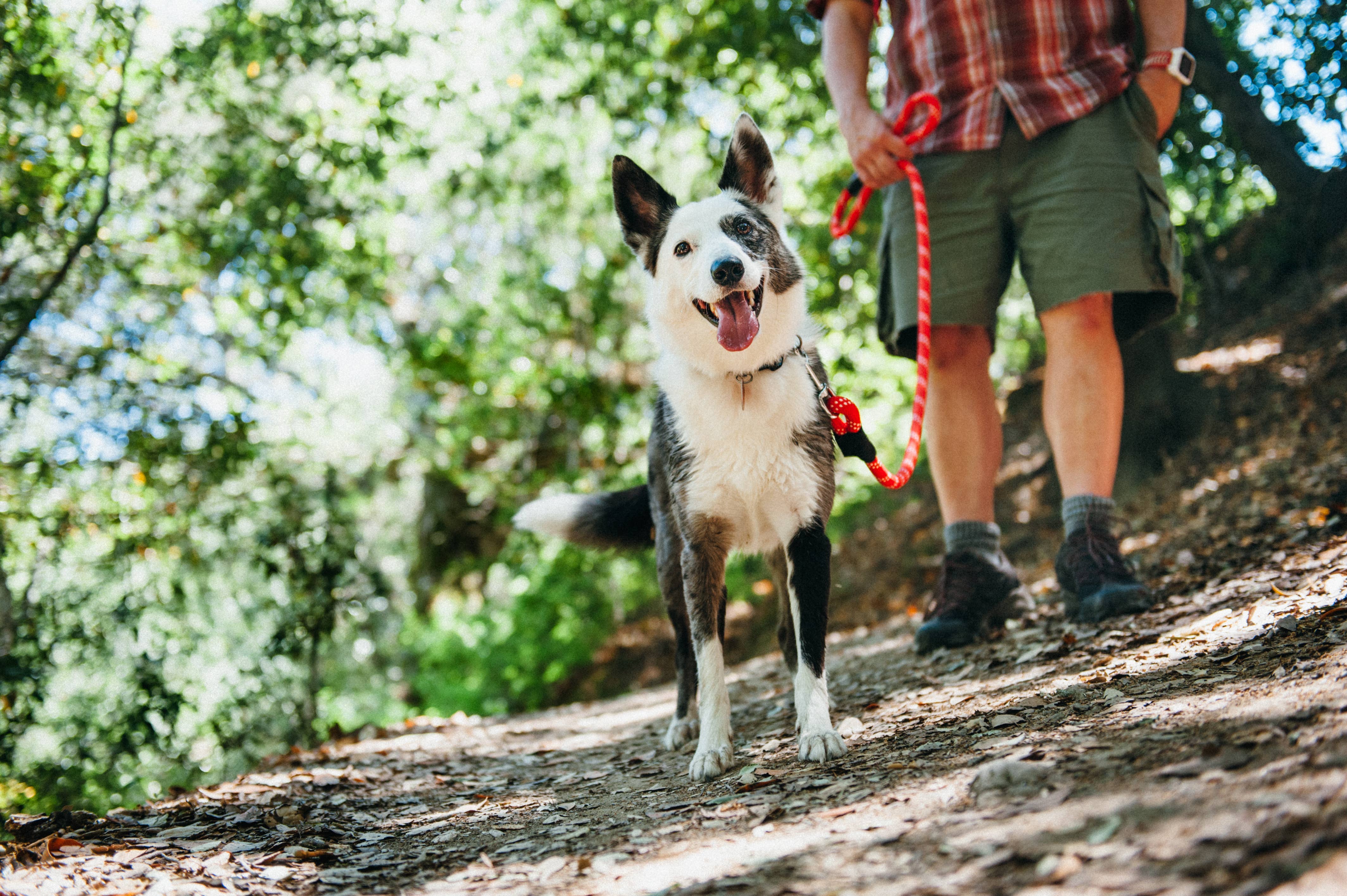 Only An Ocean Europe - Wholesale Pet Leash - Dog - ZippyPaws Climbers Dog Leash Original 6 Ft3