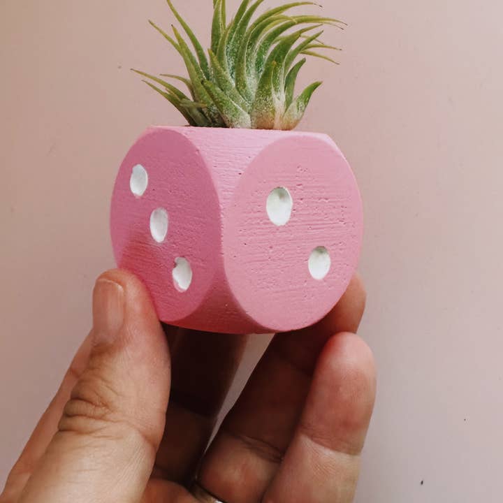 O'Berry's Succulents - Wholesale Live Plant - Pink Dice Mini Planter with Air Plant1