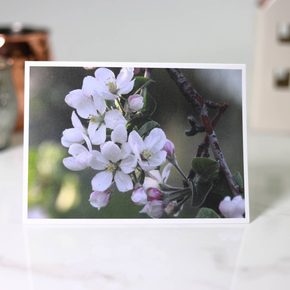 New England Prints - Wholesale Stationery/Notecard Set - Box of 5 All Occasion Spring Blossom Blank Note Cards9