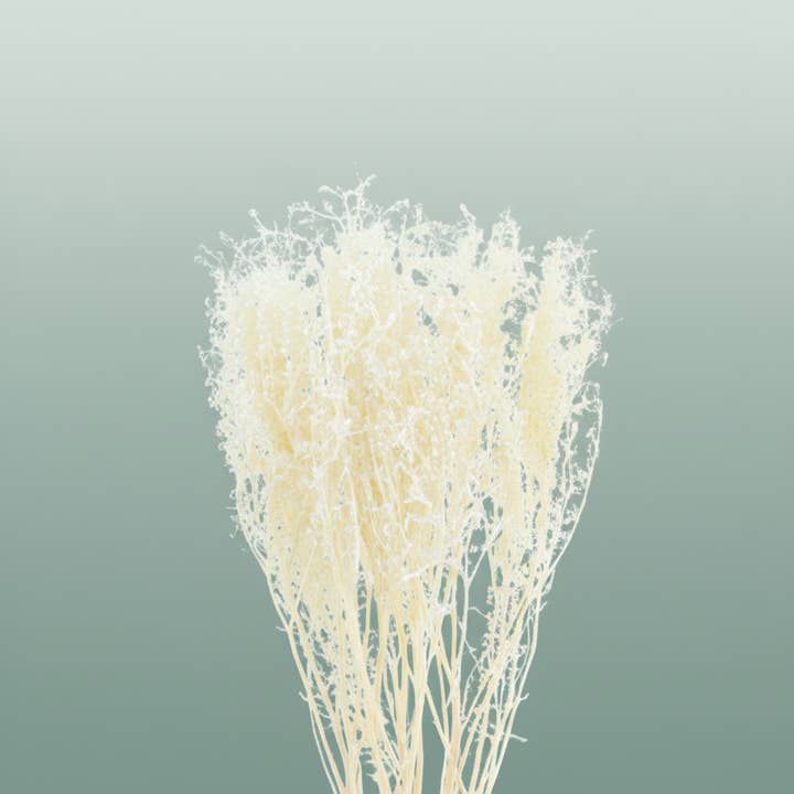 Pres Lepidium Thlaspi Bleached for wholesale by All Occasions Wholesale