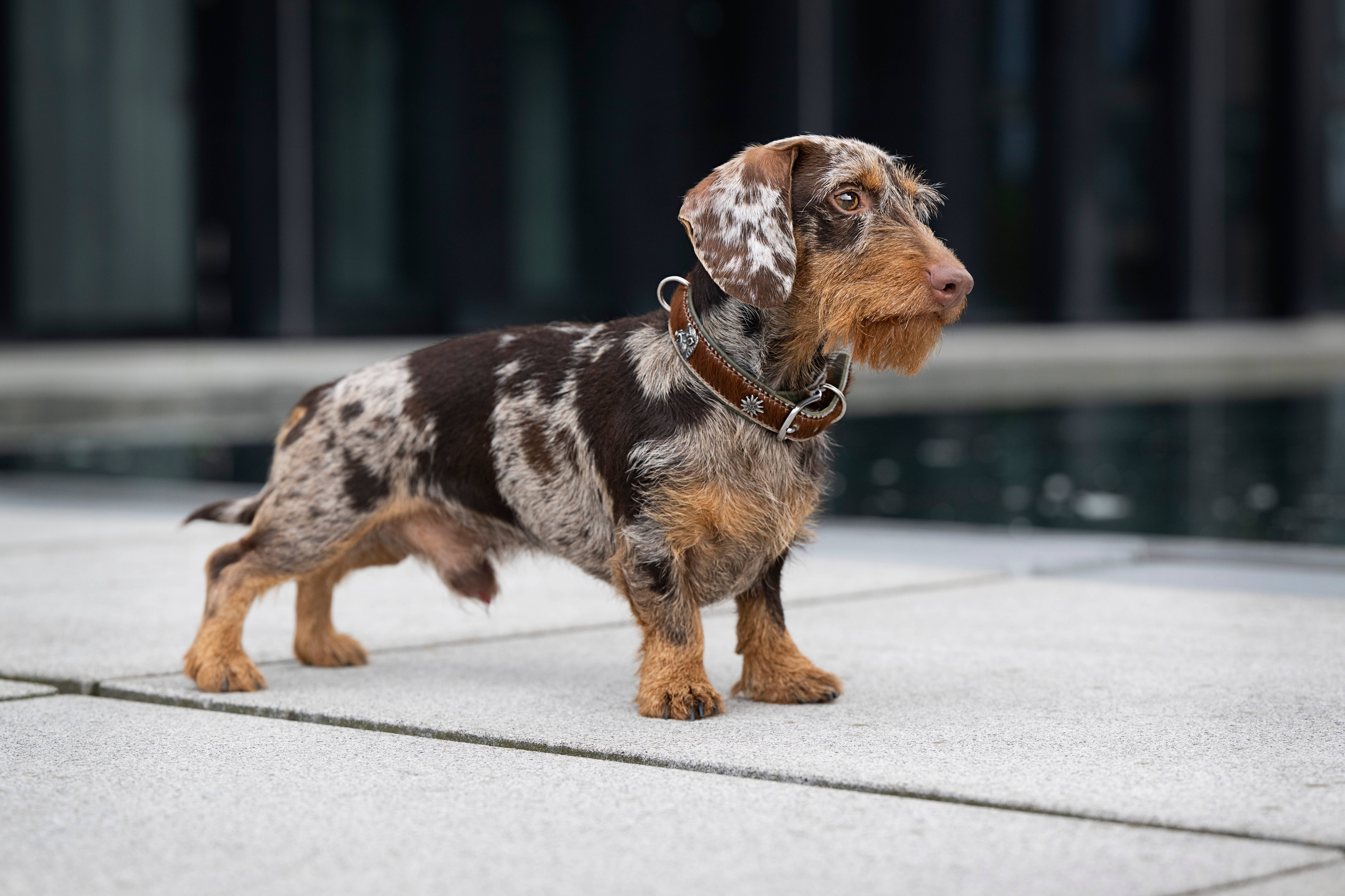 bruin-groen BAVARIA hondenhalsband van nappa en rundsleer voor groothandel op Faire13