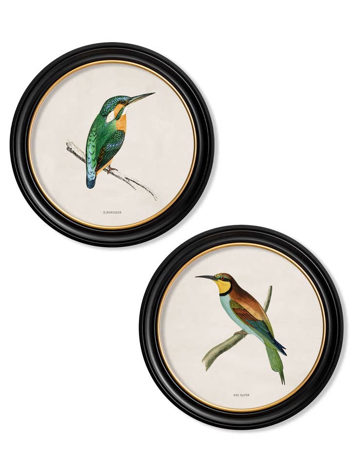 c.1870 Kingfisher and Bee Eater for wholesale by T A Interiors Wall Art & Mirrors