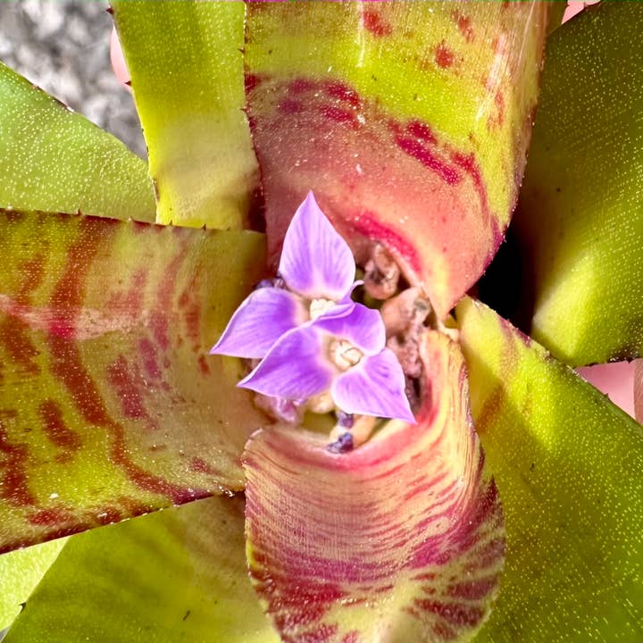 The Artizan Way - Wholesale Live Plant - Neoregelia Zeus - Live Bare Root Plant