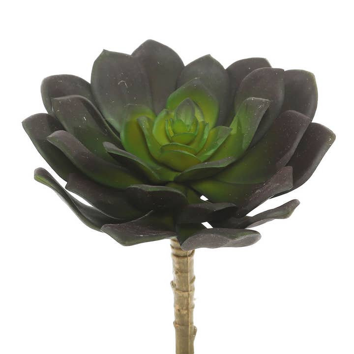 Vickerman 5.75" Echeveria 3 Pack for wholesale by Vickerman