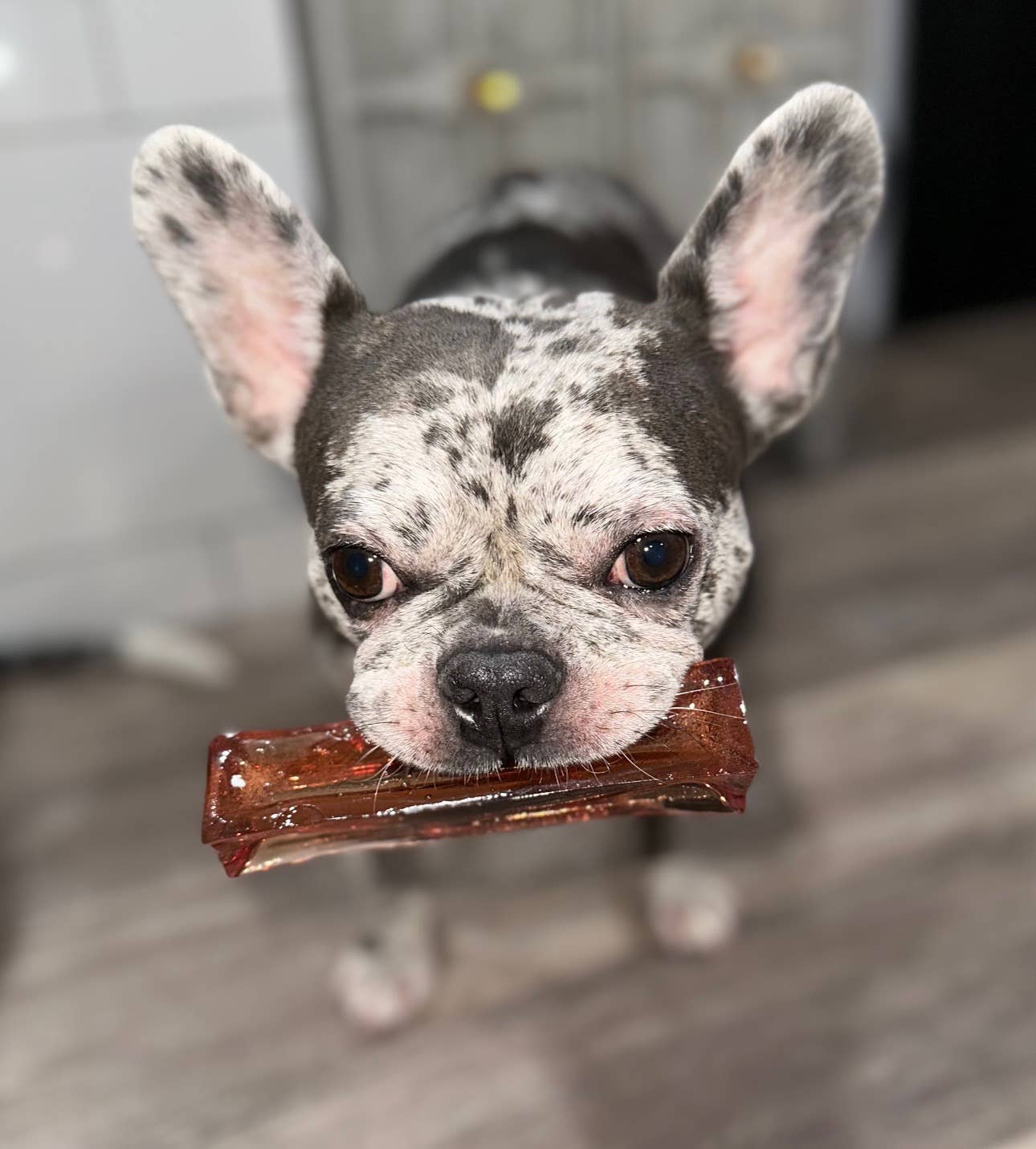 Wag & Bright Supply Co. - Vente Os à mâcher – chien - Mighty Marrows Collagen Dental Chew - Bœuf Spiruline - SM/LG23