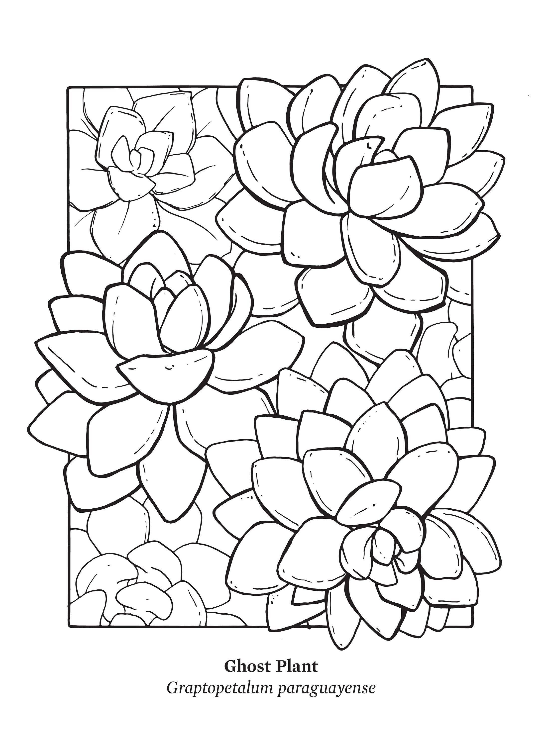 Cacti Oasis© - Wholesale Art Print - Black & White Succulent Screen Print, 22" x 30"1