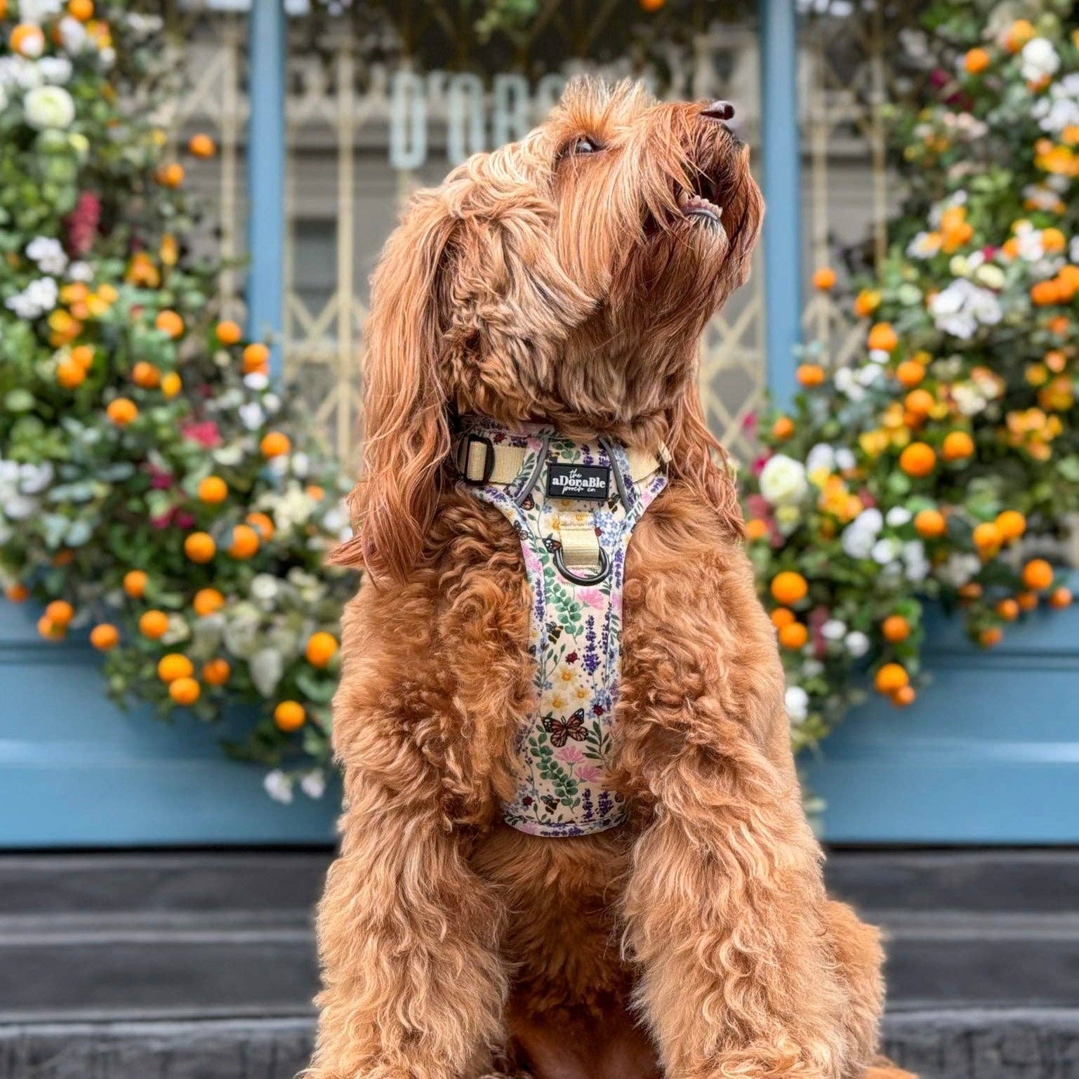 The aDoraBle Pooch Company – Arnês – Cão por atacado – Arnês Hike & Go Lite™ - Bumbles & Butterflies9