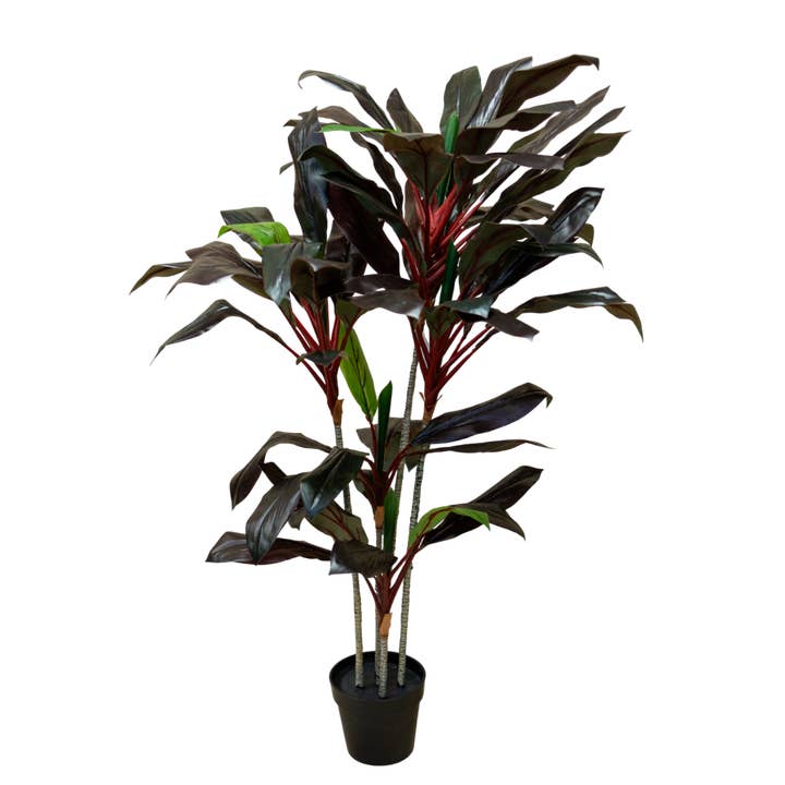 PTT104 Cordyline Fruticosa 5' PK 1 for wholesale by Myrians Home Decor