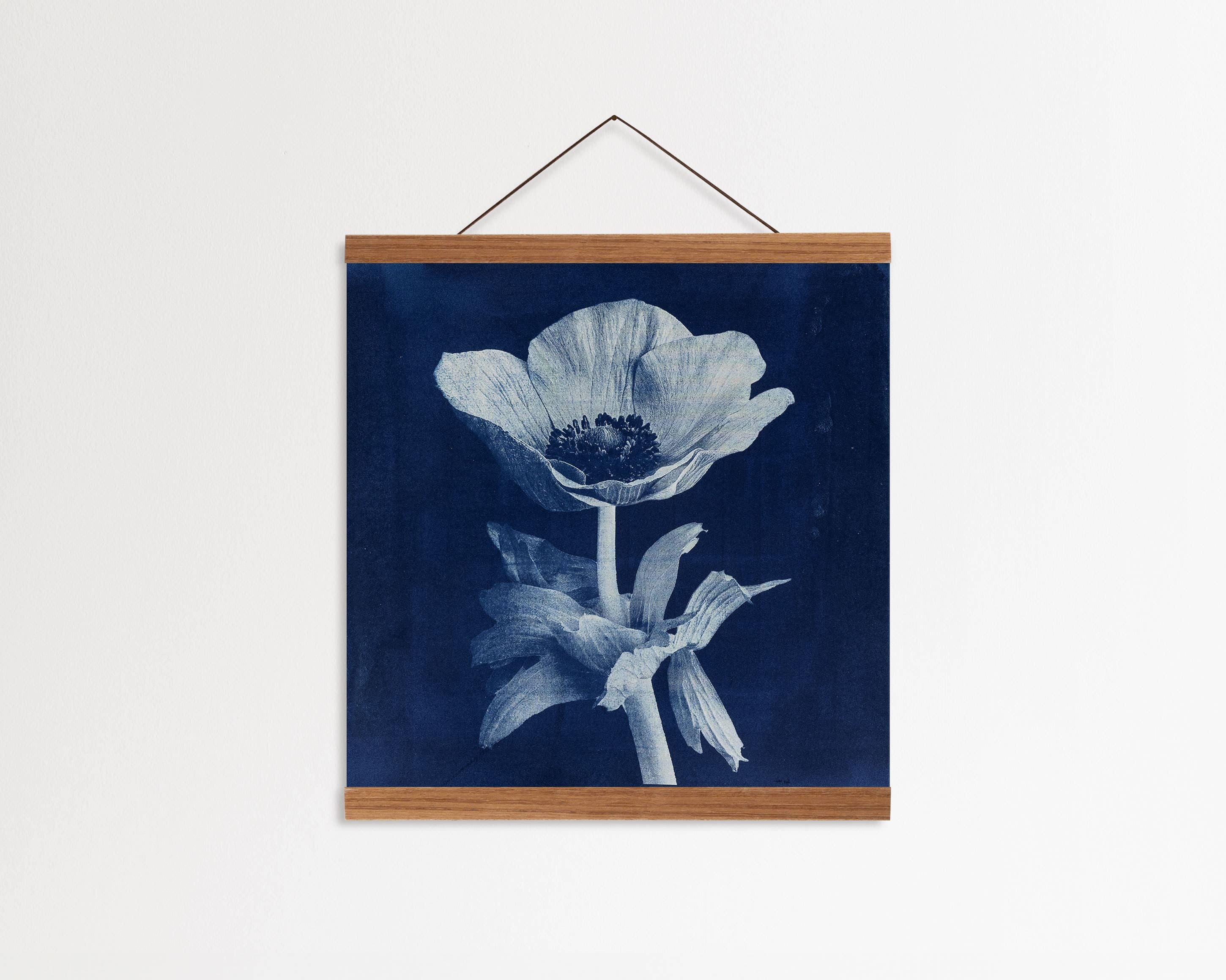 Wild Folklore by Alyson Brown - Wholesale Art Print - Anemone I - Fine Art Flower Print1