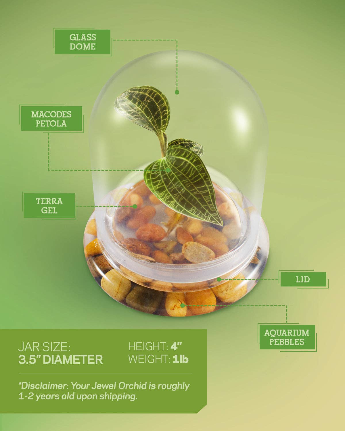 bloomify – Planta viva por atacado – Jewel Orchid Terrarium, Macodes Petola, Grande Presente Único, Garantia de Crescimento 100%3