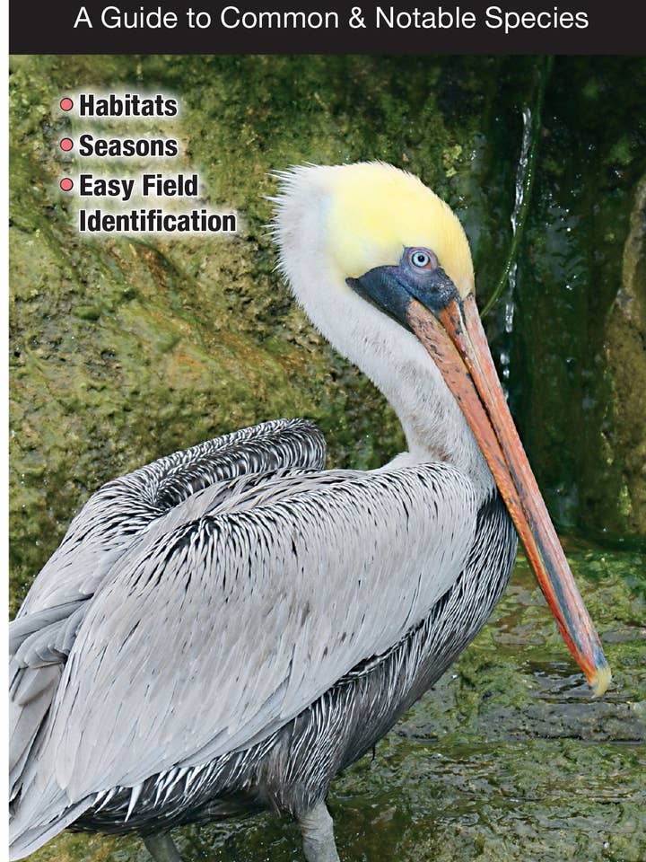 Uccelli della Florida settentrionale, incluso il Panhandle per la vendita all'ingrosso da parte di Quick Reference Publishing, Inc