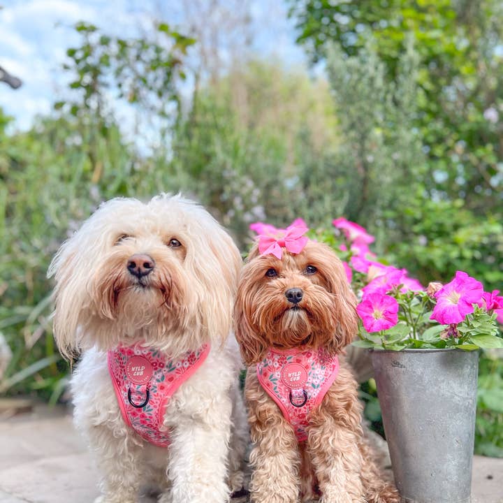 WYLD CUB - Wholesale Pet Harness - Dog - Adjustable Dog Harness: Notting Hill Rosé23