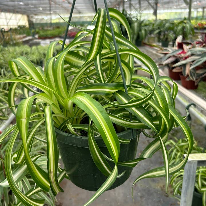 Spider Plant 'Bonnie' - 8" Pot for wholesale by House Plant Wholesale