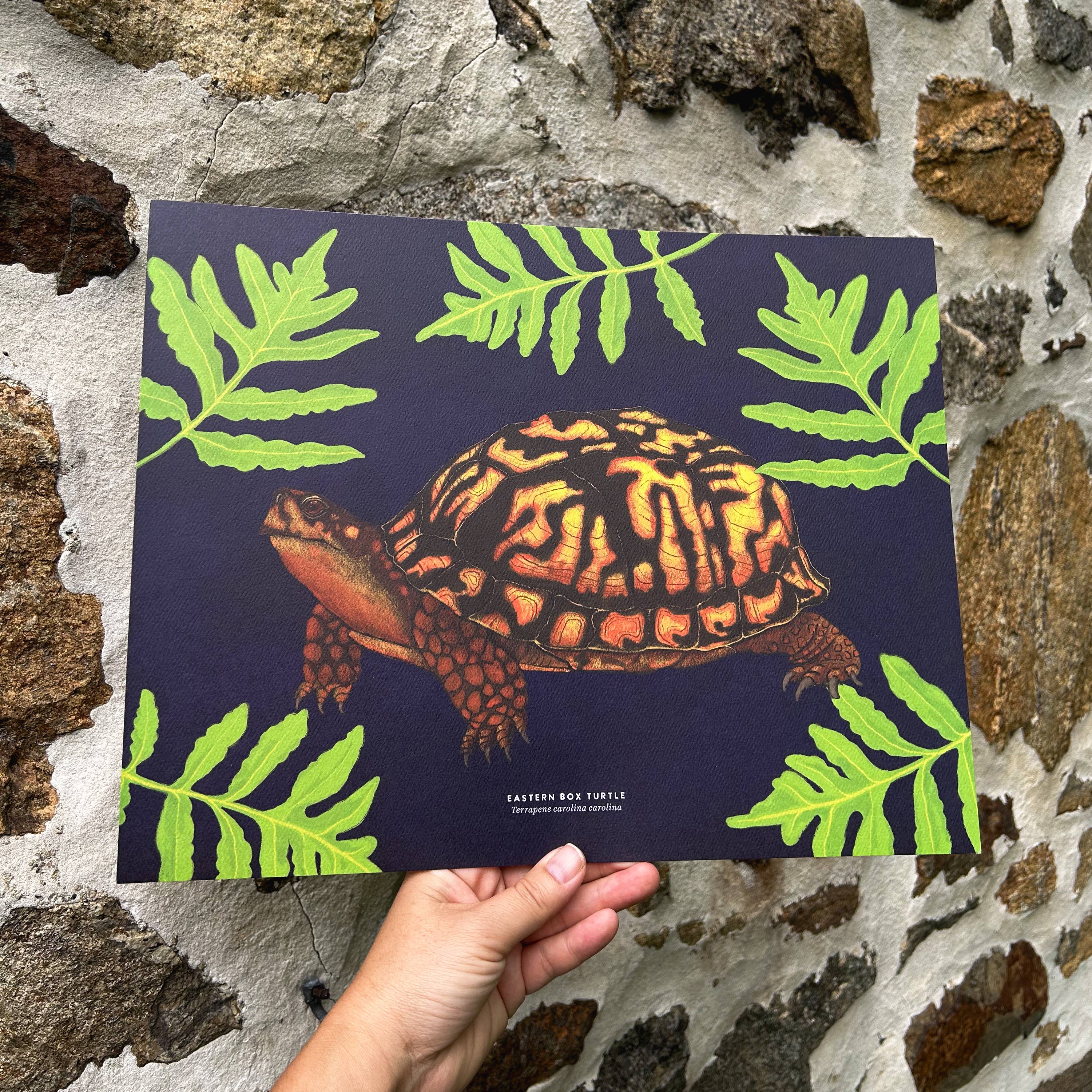 Moss and Mineral - Wholesale Art Print - Eastern Box Turtle, Scientific Illustration Botanical Print1