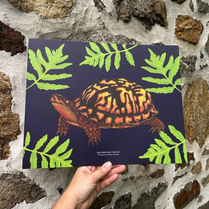 Moss and Mineral - Wholesale Art Print - Eastern Box Turtle, Scientific Illustration Botanical Print1