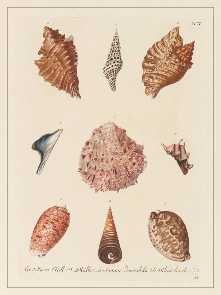 Curiosités - coquillages, Bibliothèque nationale de France pour la vente par Les Jolies Planches